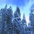snowytrees1.jpg